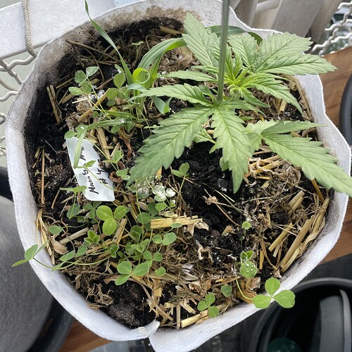 Growreport Bild 4