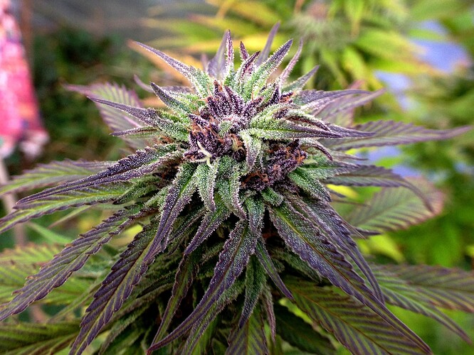 Growreport Bild 4