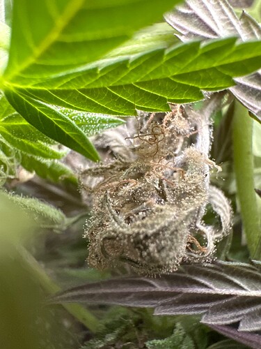 Growreport Bild 44
