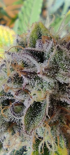Growreport Bild 9