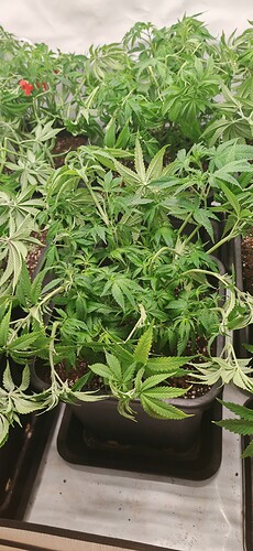 Growreport Bild 9