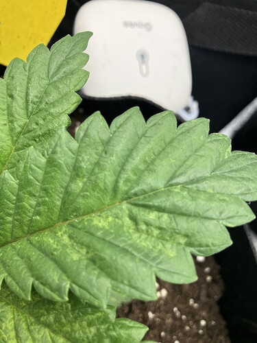 Growreport Bild 4