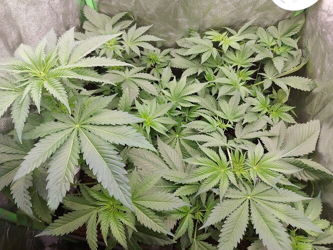 Growreport Bild 8