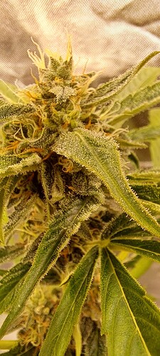 Growreport Bild 31