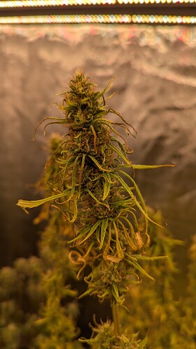 Growreport Bild 3
