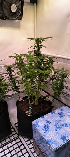 Growreport Bild 29