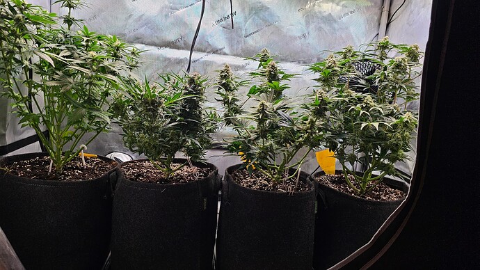 Growreport Bild 14