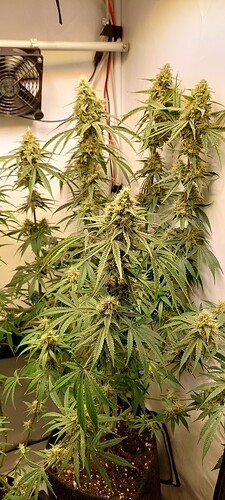 Growreport Bild 3