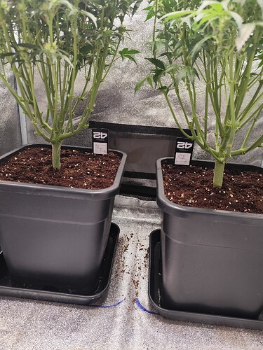 Growreport Bild 2