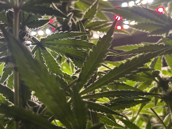 Growreport Bild 43