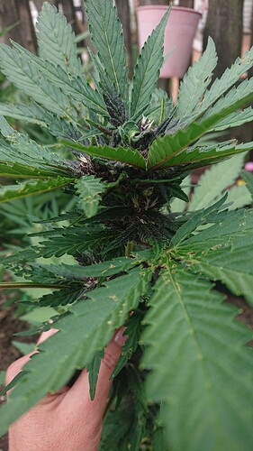 Growreport Bild 12