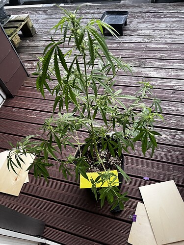Growreport Bild 1