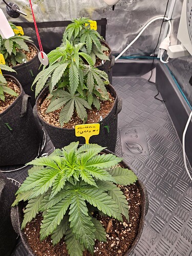 Growreport Bild 32