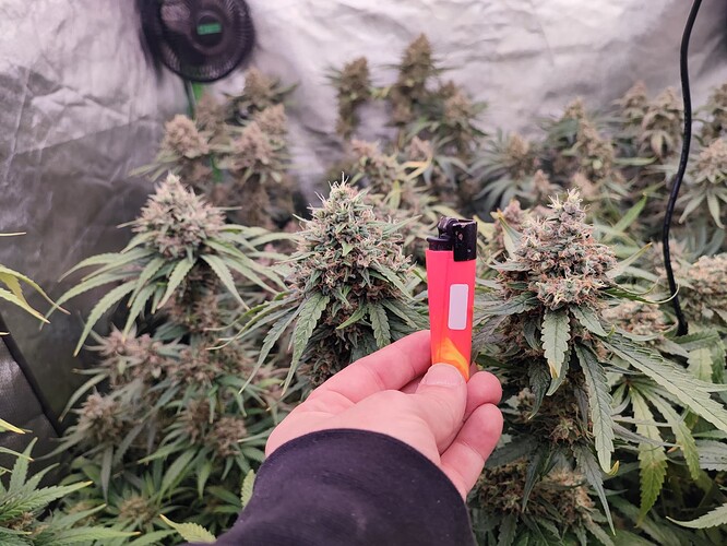 Growreport Bild 30