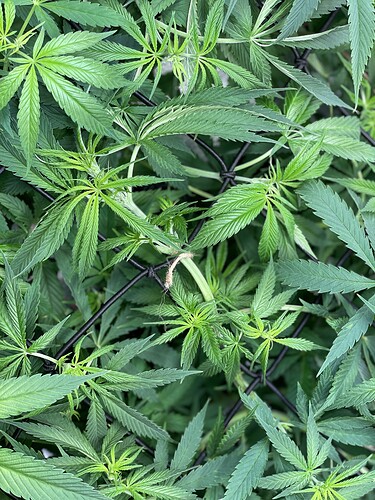 Growreport Bild 40
