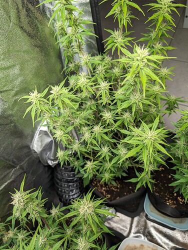 Growreport Bild 12