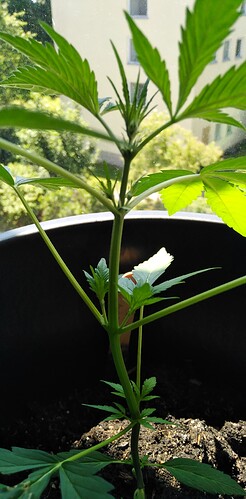 Growreport Bild 4