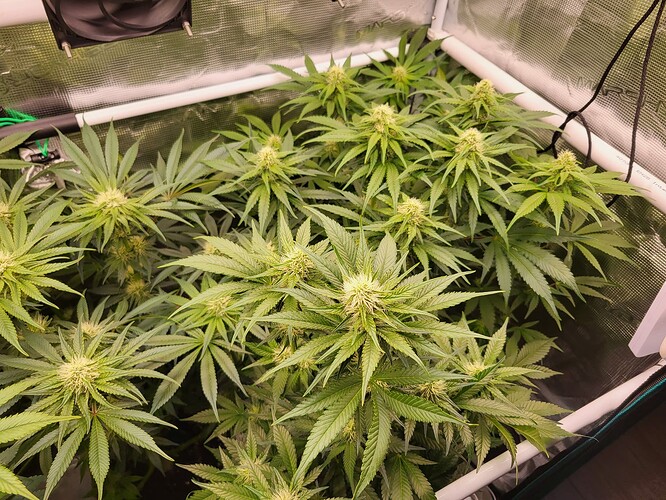 Growreport Bild 3