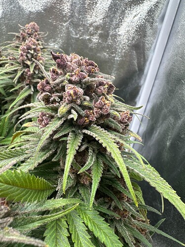 Growreport Bild 11