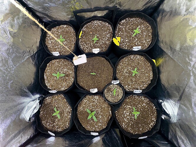 Growreport Bild 5