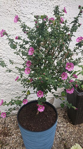 Growreport Bild 9