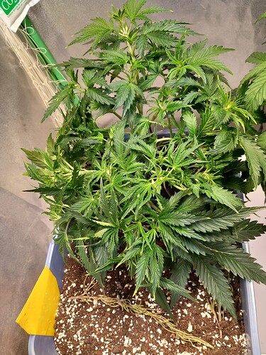Growreport Bild 1