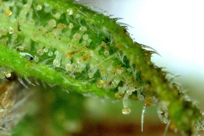 trichomesiberian2