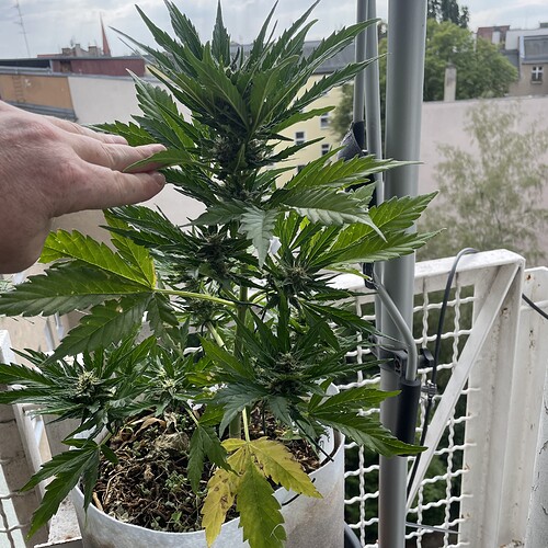 Growreport Bild 11