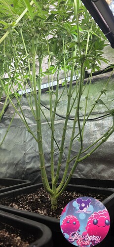 Growreport Bild 25