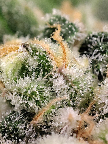 Growreport Bild 25