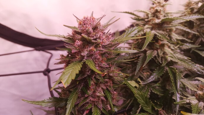 Growreport Bild 3