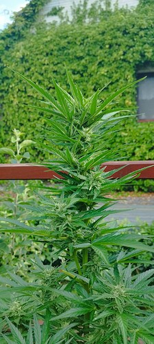 Growreport Bild 25