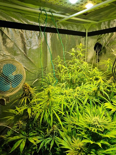 Mehrere Cannabis-Pflanzen in der Blütephase in einem Growzelt, mit einem Ventilator und Beleuchtungssystem.