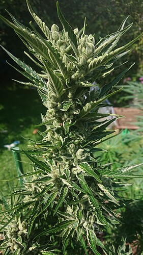 Growreport Bild 89