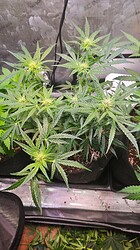 Growreport Bild 28