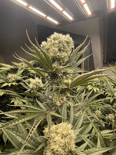 Growreport Bild 24
