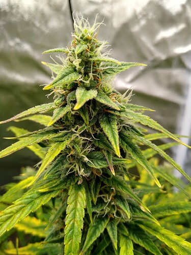 IMG_20240530_141016789_HDR