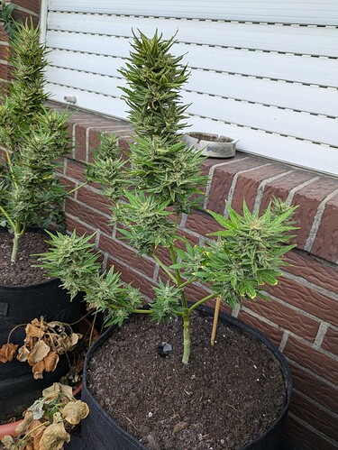 PXL_20240804_070754324