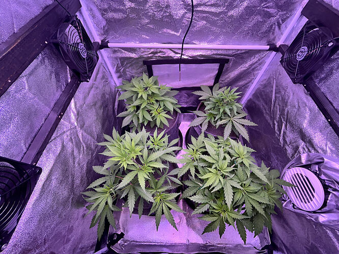 Vier junge Cannabispflanzen in einem Growzelt unter lila Licht.