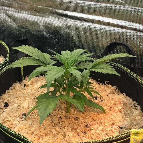 Growreport Bild 2