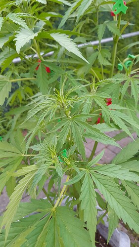 Growreport Bild 3
