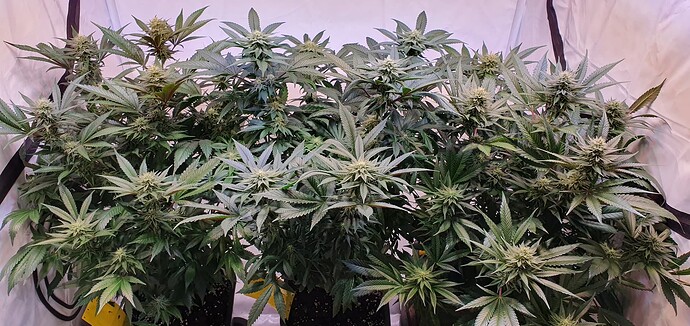 Growreport Bild 2