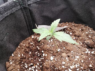 Growreport Bild 84