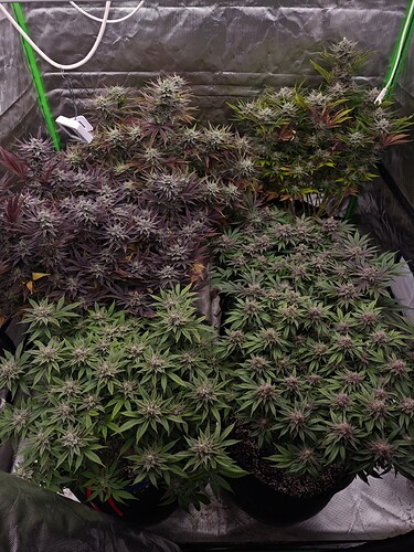 Growreport Bild 1