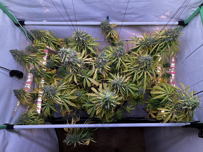 Growreport Bild 3