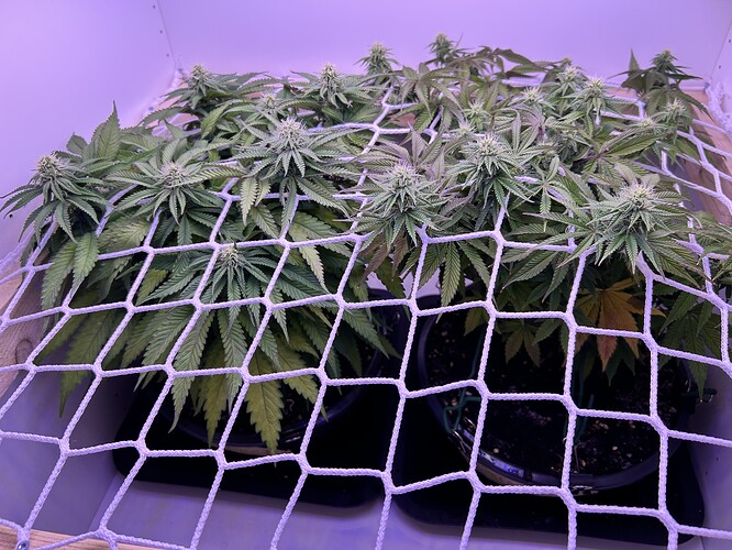 Zwei Cannabis-Pflanzen in der Blütephase, die unter einem weißen Scrog-Netz in einem Schrank wachsen.