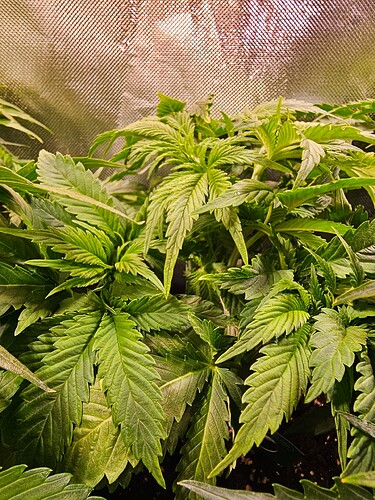 Growreport Bild 20