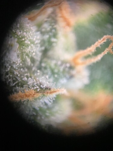 Growreport Bild 9