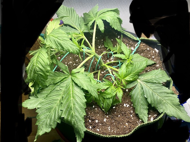 Growreport Bild 2