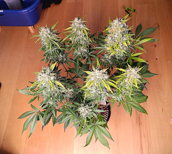 Growreport Bild 26